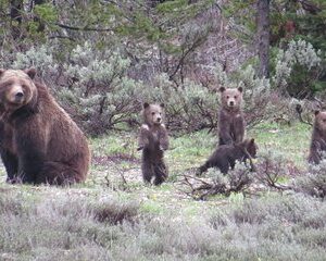 Yellowstone National Park - Full-Day Lower Loop Tour from Jackson