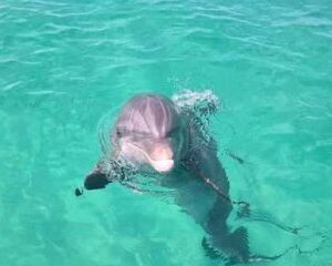 3 Hour Dolphin/Snorkeling Tour with B&B Charters