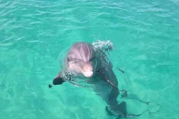 3 Hour Dolphin/Snorkeling Tour with B&B Charters