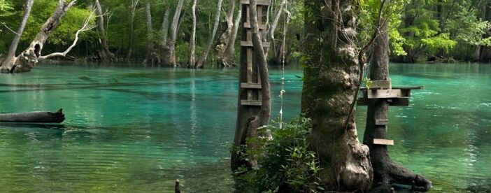 Cypress Springs Paddle Board & Kayak Eco Tour
