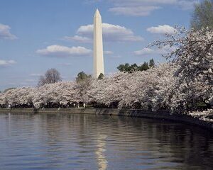 DC Cherry Blossoms Insiders Tour