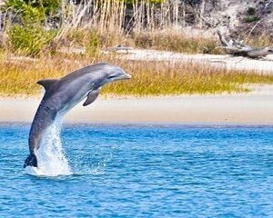 Dolphin and Nature Boat Excursion