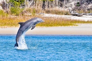 Dolphin and Nature Boat Excursion