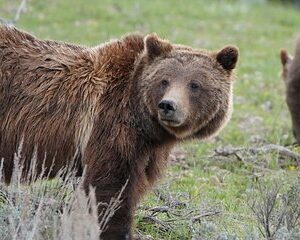 Grand Teton National Park Private Wildlife Safari - Dawn/Dusk