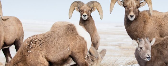 Grand Teton and Native American Petroglyph Tour
