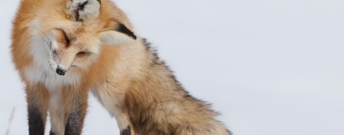 Half Day Grand Teton Wildlife Safari Tour