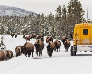 Jackson 4-Day and 3-Night Grand Teton and Yellowstone Winter Tour