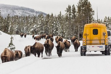 Jackson 4-Day and 3-Night Grand Teton and Yellowstone Winter Tour
