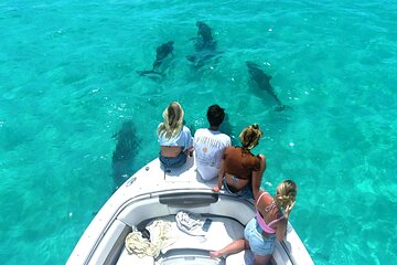 Key West Dolphin & Snorkeling Tour - Small Group