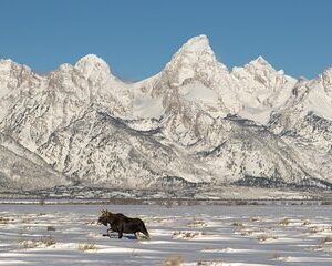 Private All-Day Winter Tour of Grand Teton National Park