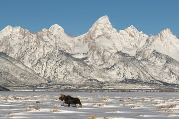 Private All-Day Winter Tour of Grand Teton National Park