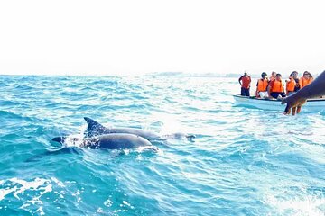 Save 25.00%! MIAMI: Key West Dolphin Watch Tour