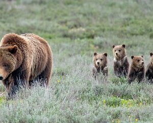 Sunrise 4-Hour Grand Teton Wildlife Adventure