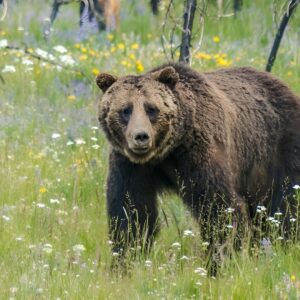 Yellowstone National Park Private Tour