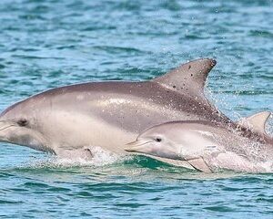 2 Hour Private Dolphin Cruise & Bay Tour