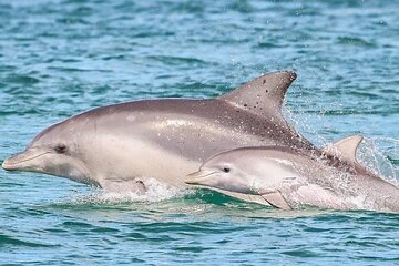 2 Hour Private Dolphin Cruise & Bay Tour