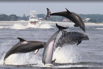 2 Hour Swim with Dolphins in Panama City Beach