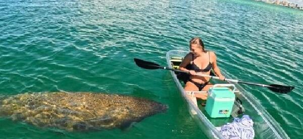 3 Hour Clear Kayak Beach Hopping Adventure in Sarasota