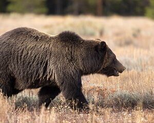 4 Hour Wildlife Safari in Grand Teton National Park