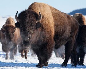 Best of Jackson Hole Wildlife Private Safari Tour