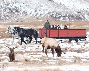 Best of Jackson Hole Wildlife Safari Tour