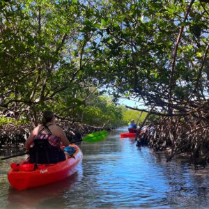 Bonita Springs Eco Kayak Tour - Best Gear, Premium&Clear Kayaks