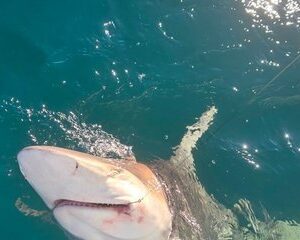 Catch and Release Shark Fishing Charter in Destin