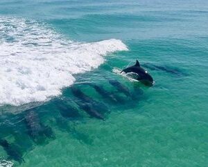 Destin Dolphin Cruise