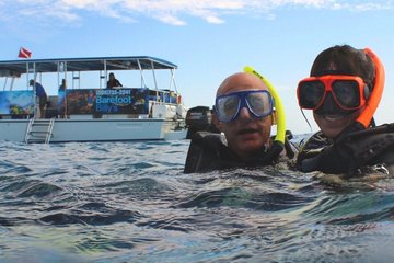 Dolphin Watch and Snorkel Tour in Key West
