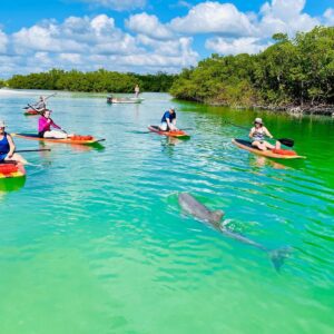 Dolphin and Manatee Adventure Tour of Fort Myers