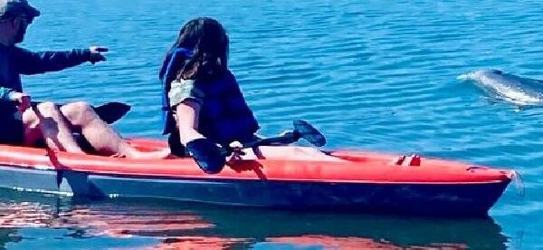 Dolphin and Manatee Kayak Tour of Daytona Beach