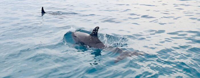 Florida Keys Backcountry Eco Tour from Big Pine Key