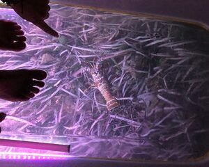 Glow And Discover, Guided Night Kayak Eco Tour in Key West