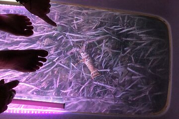 Glow And Discover, Guided Night Kayak Eco Tour in Key West