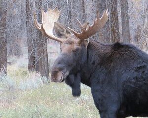 Grand Teton National Park - Sunrise Tour from Jackson Hole