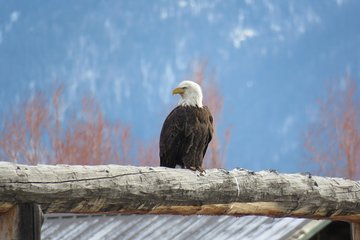 Grand Teton Park & Jackson Hole - PRIVATE Full-Day Wildlife Tour