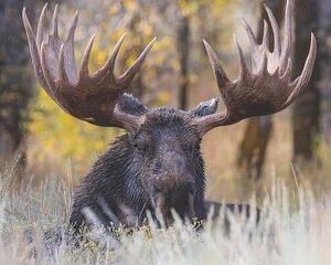 Grand Teton Wildlife Safari Tour
