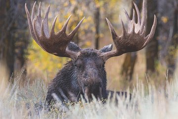 Grand Teton Wildlife Safari Tour