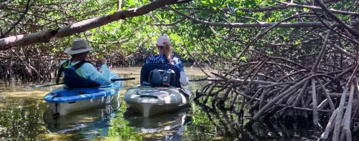 Guided Mangrove Eco Tours Kayak or Paddleboard Adventure