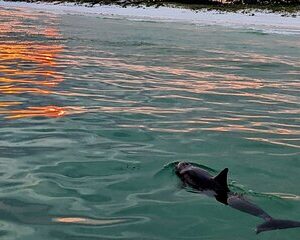 Guided Sunset and Eco Tour Non Private in Destin, FL