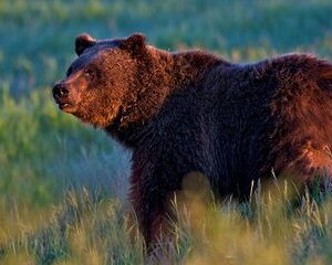 Half Day Group Sunrise Wildlife Safari