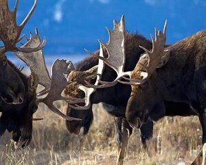 Half Day Private Sunset Wildlife Safari