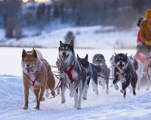Jackson Hole Dog Sledding Adventure