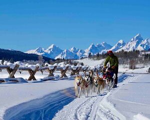 Jackson Hole Full-Day Dog Sledding and Snowmobiling Combo Trip