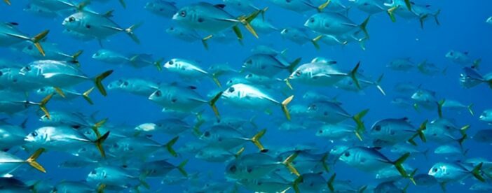 Key Largo Snorkel Tour, Two Locations - Equipment Included!