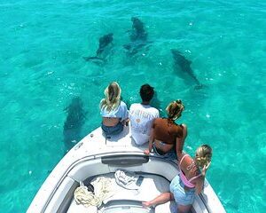 Key West Dolphin & Snorkeling Tour - Small Group