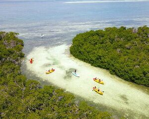Key West Hidden Sanctuary Mangrove Kayak Tour With Drinks