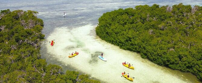 Key West Hidden Sanctuary Mangrove Kayak Tour With Drinks