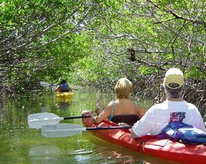 Key West Mangrove Kayak Eco Tour