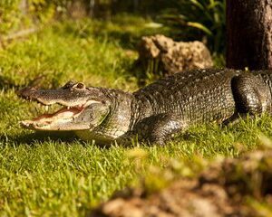 Miami Full-Day Tour: Cruise, Everglades & Double Decker